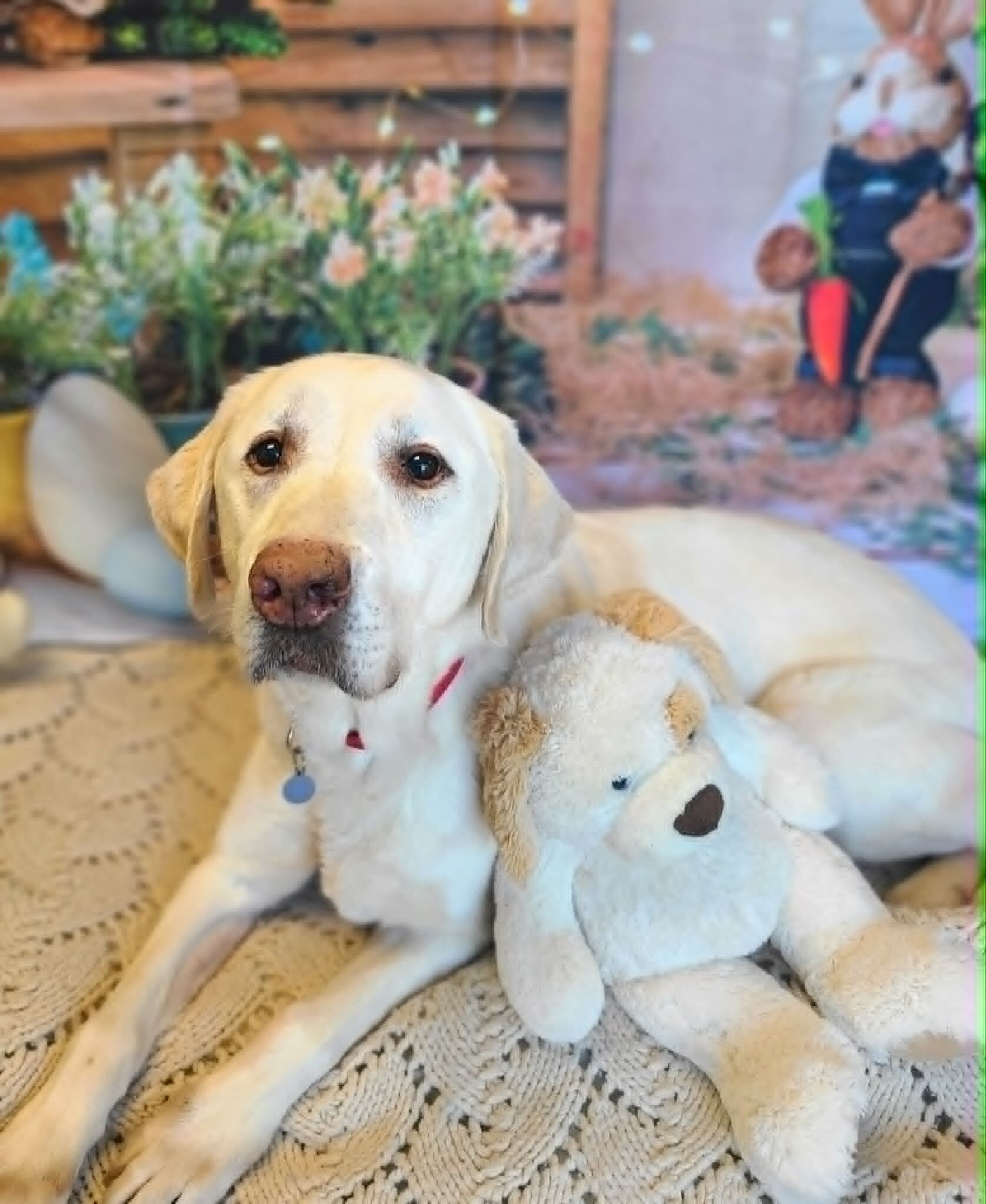 Picture of the Animal Listed